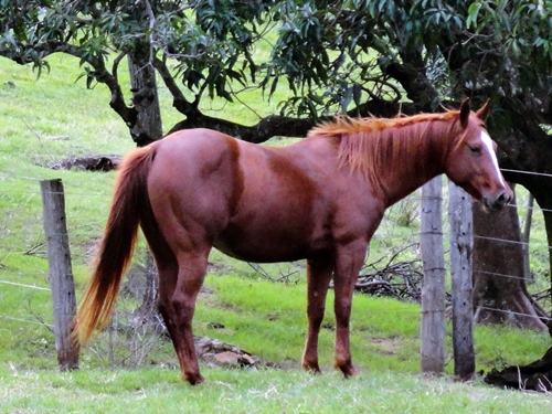 CHIQUITA SAN RUFAS